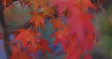 Kızıl akçaağaç sonbaharda Kyoto 'da Katsuragawa yakınlarında ayrılıyor. Yüksek kalite 4K görüntü. Kyoto Bölgesi Minamiku Kyoto Japonya 12.02.2023