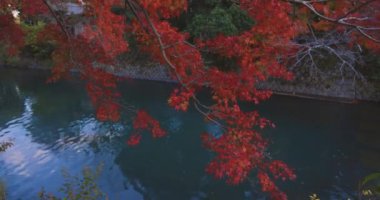 Kızıl akçaağaç sonbaharda Kyoto 'da Katsuragawa yakınlarında ayrılıyor. Yüksek kalite 4K görüntü. Kyoto Bölgesi Minamiku Kyoto Japonya 12.02.2023