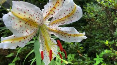 Ormanda sallanan bir zambak çiçeği el kamerasıyla çekilmiş. Yüksek kalite 4K görüntü. Nikko bölgesi tochigi Japonya 07.22.2024