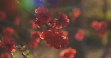Bahar günü rüya gibi kırmızı kiraz çiçeği. Nerima bölgesi Tokyo 04.02.2020