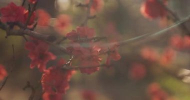 Bahar günü rüya gibi kırmızı kiraz çiçeği. Nerima bölgesi Tokyo 04.02.2020