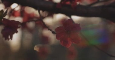 Bahar günü rüya gibi kırmızı kiraz çiçeği. Nerima bölgesi Tokyo 04.02.2020