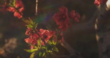 Bahar günü rüya gibi kırmızı kiraz çiçeği. Nerima bölgesi Tokyo 04.02.2020