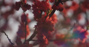 Bahar günü rüya gibi kırmızı kiraz çiçeği. Nerima bölgesi Tokyo 04.02.2020