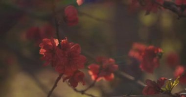 Bahar günü rüya gibi kırmızı kiraz çiçeği. Nerima bölgesi Tokyo 04.02.2020