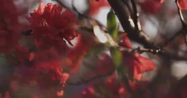 Bahar günü rüya gibi kırmızı kiraz çiçeği. Nerima bölgesi Tokyo 04.02.2020