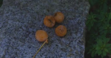 Tokyo 'daki Nanasha tapınağında geleneksel bir manzara. Yüksek kalite 4K görüntü. Kita bölgesi Nishigawara Tokyo 10.11.2024 Tokyo 'da bir Japon tapınağıdır.. 