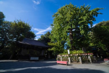 Tokyo 'daki Nanasha tapınağında büyük kutsal bir ağaç ve tapınak. Yüksek kalite fotoğraf. Kita bölgesi Nishigawara Tokyo 10.11.2024 Tokyo 'da bir Japon tapınağıdır.. 