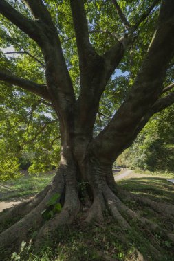 Tokyo 'daki halk parkında büyük bir Muku ağacı. Yüksek kalite fotoğraf. Koganei Bölgesi Higashi Tokyo Japonya 10.15.2024