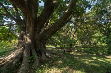 A big Muku tree at the public park in Tokyo wide shot. High quality photo. Koganei district Higashi Tokyo Japan 10.15.2024 clipart