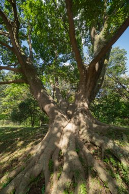 Tokyo 'daki halk parkında büyük bir Muku ağacı. Yüksek kalite fotoğraf. Koganei Bölgesi Higashi Tokyo Japonya 10.15.2024