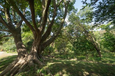 A big Muku tree at the public park in Tokyo wide shot. High quality photo. Koganei district Higashi Tokyo Japan 10.15.2024 clipart