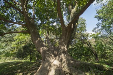 A big Muku tree at the public park in Tokyo wide shot. High quality photo. Koganei district Higashi Tokyo Japan 10.15.2024 clipart