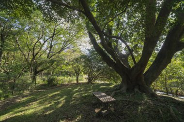 Tokyo 'daki halk parkında büyük bir Muku ağacı. Yüksek kalite fotoğraf. Koganei Bölgesi Higashi Tokyo Japonya 10.15.2024