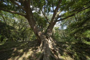 Tokyo 'daki halk parkında büyük bir Muku ağacı. Yüksek kalite fotoğraf. Koganei Bölgesi Higashi Tokyo Japonya 10.15.2024