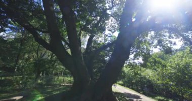Tokyo 'daki halk parkında büyük bir Muku ağacı. Yüksek kalite 4K görüntü. Koganei Bölgesi Higashi Tokyo Japonya 10.15.2024