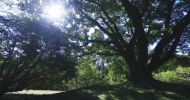 Tokyo 'daki halk parkında büyük bir Muku ağacı. Yüksek kalite 4K görüntü. Koganei Bölgesi Higashi Tokyo Japonya 10.15.2024
