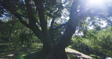 Tokyo 'daki halk parkında büyük bir Muku ağacı. Yüksek kalite 4K görüntü. Koganei Bölgesi Higashi Tokyo Japonya 10.15.2024