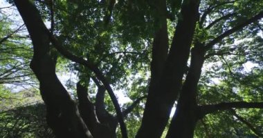 Tokyo 'daki halk parkında büyük bir Muku ağacı. Yüksek kalite 4K görüntü. Koganei Bölgesi Higashi Tokyo Japonya 10.15.2024