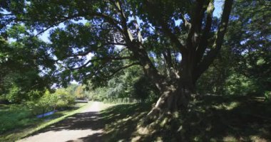 Tokyo 'daki halk parkında büyük bir Muku ağacı. Yüksek kalite 4K görüntü. Koganei Bölgesi Higashi Tokyo Japonya 10.15.2024