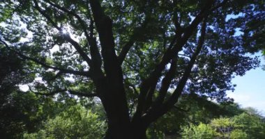 Tokyo 'daki halk parkında büyük bir Muku ağacı. Yüksek kalite 4K görüntü. Koganei Bölgesi Higashi Tokyo Japonya 10.15.2024
