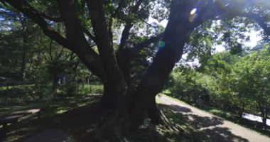Tokyo 'daki halk parkında büyük bir Muku ağacı. Yüksek kalite 4K görüntü. Koganei Bölgesi Higashi Tokyo Japonya 10.15.2024