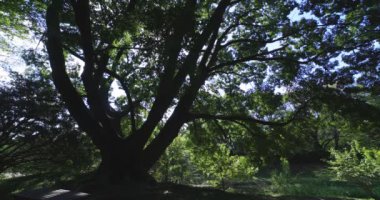 Tokyo 'daki halk parkında büyük bir Muku ağacı. Yüksek kalite 4K görüntü. Koganei Bölgesi Higashi Tokyo Japonya 10.15.2024