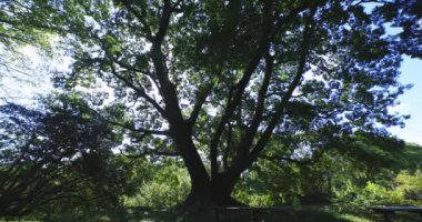Tokyo 'daki halk parkında büyük bir Muku ağacı. Yüksek kalite 4K görüntü. Koganei Bölgesi Higashi Tokyo Japonya 10.15.2024