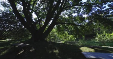 Tokyo 'daki halk parkında büyük bir Muku ağacı. Yüksek kalite 4K görüntü. Koganei Bölgesi Higashi Tokyo Japonya 10.15.2024