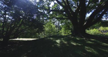 Tokyo 'daki halk parkında büyük bir Muku ağacı. Yüksek kalite 4K görüntü. Koganei Bölgesi Higashi Tokyo Japonya 10.15.2024