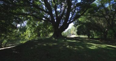 Tokyo 'daki halk parkında büyük bir Muku ağacı. Yüksek kalite 4K görüntü. Koganei Bölgesi Higashi Tokyo Japonya 10.15.2024