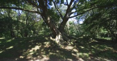 Tokyo 'daki halk parkında büyük bir Muku ağacı. Yüksek kalite 4K görüntü. Koganei Bölgesi Higashi Tokyo Japonya 10.15.2024