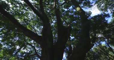 Tokyo 'daki halk parkında büyük bir Muku ağacı. Yüksek kalite 4K görüntü. Koganei Bölgesi Higashi Tokyo Japonya 10.15.2024