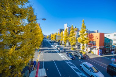 Tokyo 'da sarı gingko ağaçlarının olduğu caddede trafik sıkışıklığı. Yüksek kalite fotoğraf. Suginami Bölgesi Tokyo 12.19.2024 Sonbaharda Tokyo 'nun merkezidir.. 