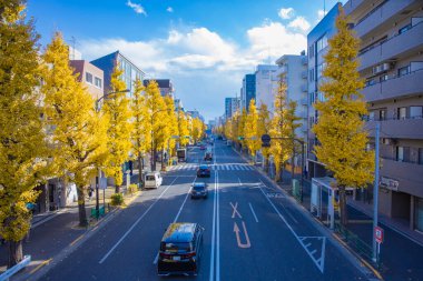 Tokyo 'da sarı gingko ağaçlarının olduğu caddede trafik sıkışıklığı. Yüksek kalite fotoğraf. Suginami Bölgesi Tokyo 12.19.2024 Sonbaharda Tokyo 'nun merkezidir.. 