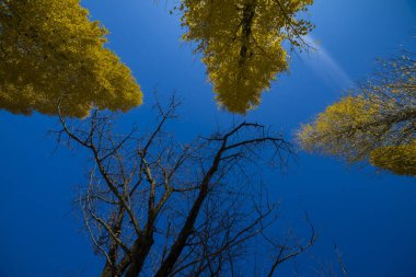 Yellow tall gingko trees at the public park in Tokyo in autumn low angle. High quality photo. Koganei district Tokyo Japan 12.11.2024 This park is called Koganei park.  clipart