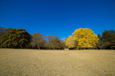 A yellow tall gingko tree at the public park in Tokyo in autumn wide shot. High quality photo. Koganei district Tokyo Japan 12.11.2024 This park is called Koganei park.  clipart