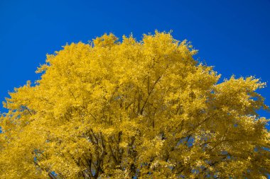 Yellow tall gingko leaves at the public park in Tokyo in autumn. High quality photo. Koganei district Tokyo Japan 12.11.2024 This park is called Koganei park.  clipart