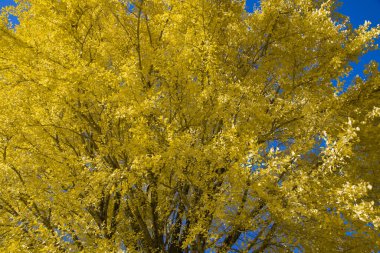 A yellow tall gingko tree at the public park in Tokyo in autumn. High quality photo. Koganei district Tokyo Japan 12.11.2024 This park is called Koganei park.  clipart