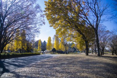 Sonbaharda Tokyo 'daki halk parkında sarı uzun bir gingko ağacı. Yüksek kalite fotoğraf. Koganei bölgesi Tokyo 12.11.2024 Bu parka Koganei Parkı denir.. 