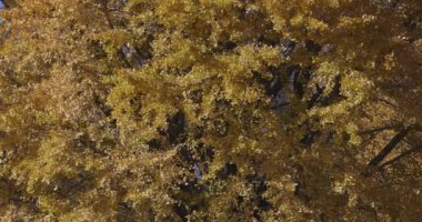 Tokyo 'daki halk parkında sarı uzun bir gingko ağacı. Yüksek kalite 4K görüntü. Koganei bölgesi Tokyo 12.11.2024 Bu parka Koganei Parkı denir.. 