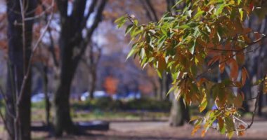 Tokyo 'daki halk parkında sarı uzun bir gingko ağacı. Yüksek kalite 4K görüntü. Koganei bölgesi Tokyo 12.11.2024 Bu parka Koganei Parkı denir.. 