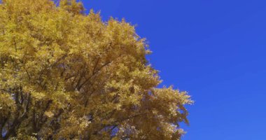 Tokyo 'daki halk parkında sarı uzun bir gingko ağacı. Yüksek kalite 4K görüntü. Koganei bölgesi Tokyo 12.11.2024 Bu parka Koganei Parkı denir.. 