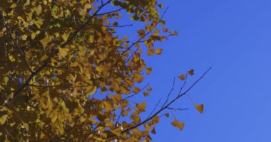 Tokyo 'daki halk parkında sarı uzun bir gingko ağacı. Yüksek kalite 4K görüntü. Koganei bölgesi Tokyo 12.11.2024 Bu parka Koganei Parkı denir.. 