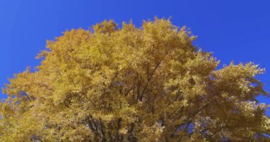 Tokyo 'daki halk parkında sarı uzun bir gingko ağacı. Yüksek kalite 4K görüntü. Koganei bölgesi Tokyo 12.11.2024 Bu parka Koganei Parkı denir.. 