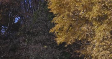 Tokyo 'daki halk parkında sarı uzun bir gingko ağacı. Yüksek kalite 4K görüntü. Koganei bölgesi Tokyo 12.11.2024 Bu parka Koganei Parkı denir.. 