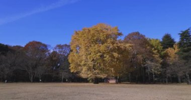Tokyo 'daki halk parkında sarı uzun bir gingko ağacı. Yüksek kalite 4K görüntü. Koganei bölgesi Tokyo 12.11.2024 Bu parka Koganei Parkı denir.. 