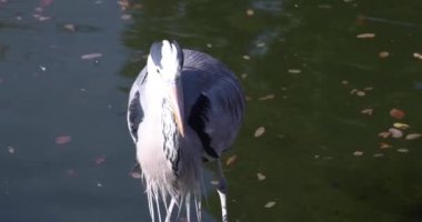 Kışın yeşil gölette gri bir balıkçıl. Yüksek kalite 4K görüntü. Kouto bölgesi Tokyo 01.12.2023