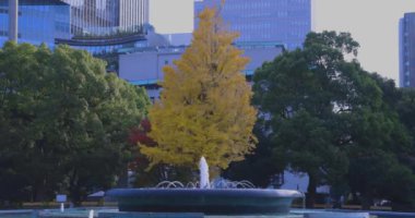 Tokyo 'daki Hibiya parkında bir gingko ağacı. Yüksek kalite 4K görüntü. Chiyoda bölgesi Tokyo 12.15.2024 Tokyo 'da bir parktır..