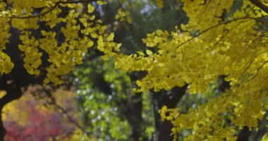 Tokyo 'daki Hibiya parkında bir gingko ağacı. Yüksek kalite 4K görüntü. Chiyoda bölgesi Tokyo 12.15.2024 Tokyo 'da bir parktır..